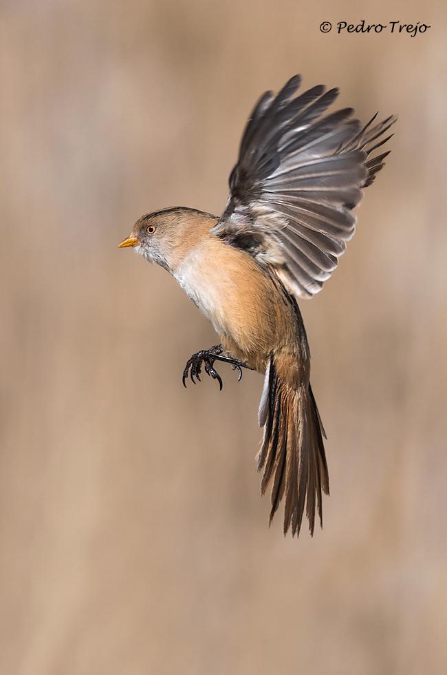 Bigotudo (Panurus biarmicus)